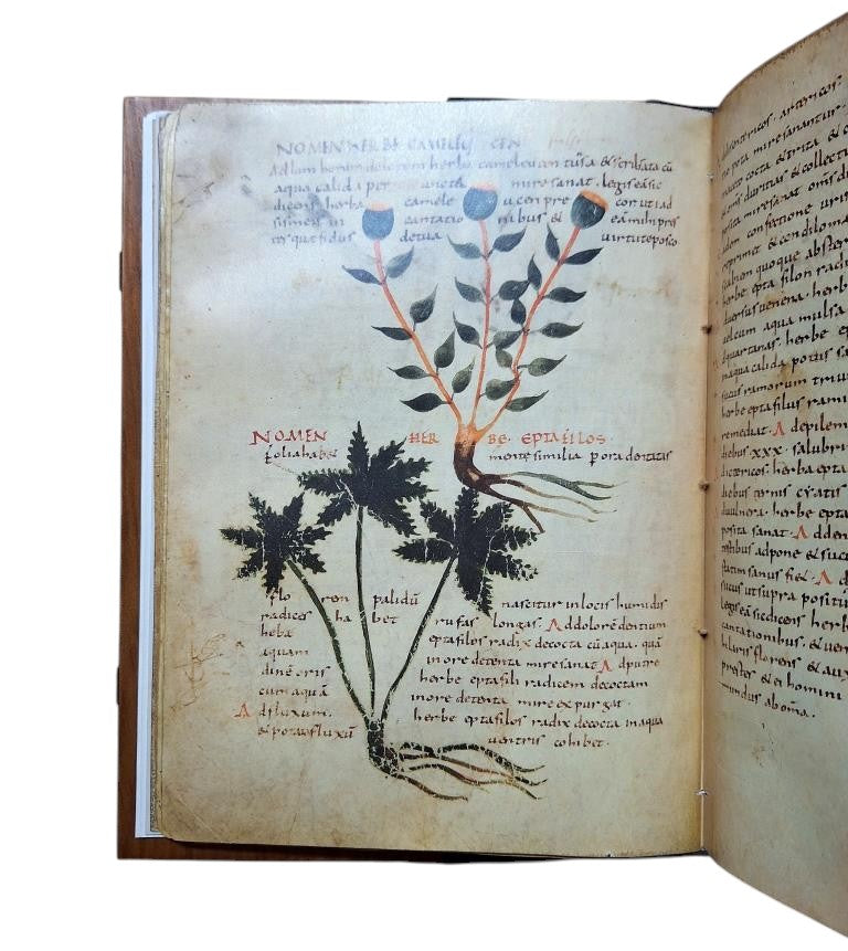HERBOLARIUM ET MATERIA MEDICA (Facsímil)